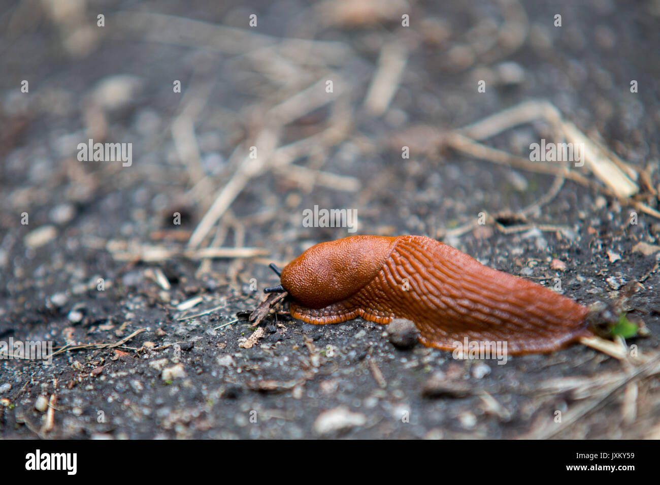 Chiudere fino a lumaca sul terreno Foto Stock