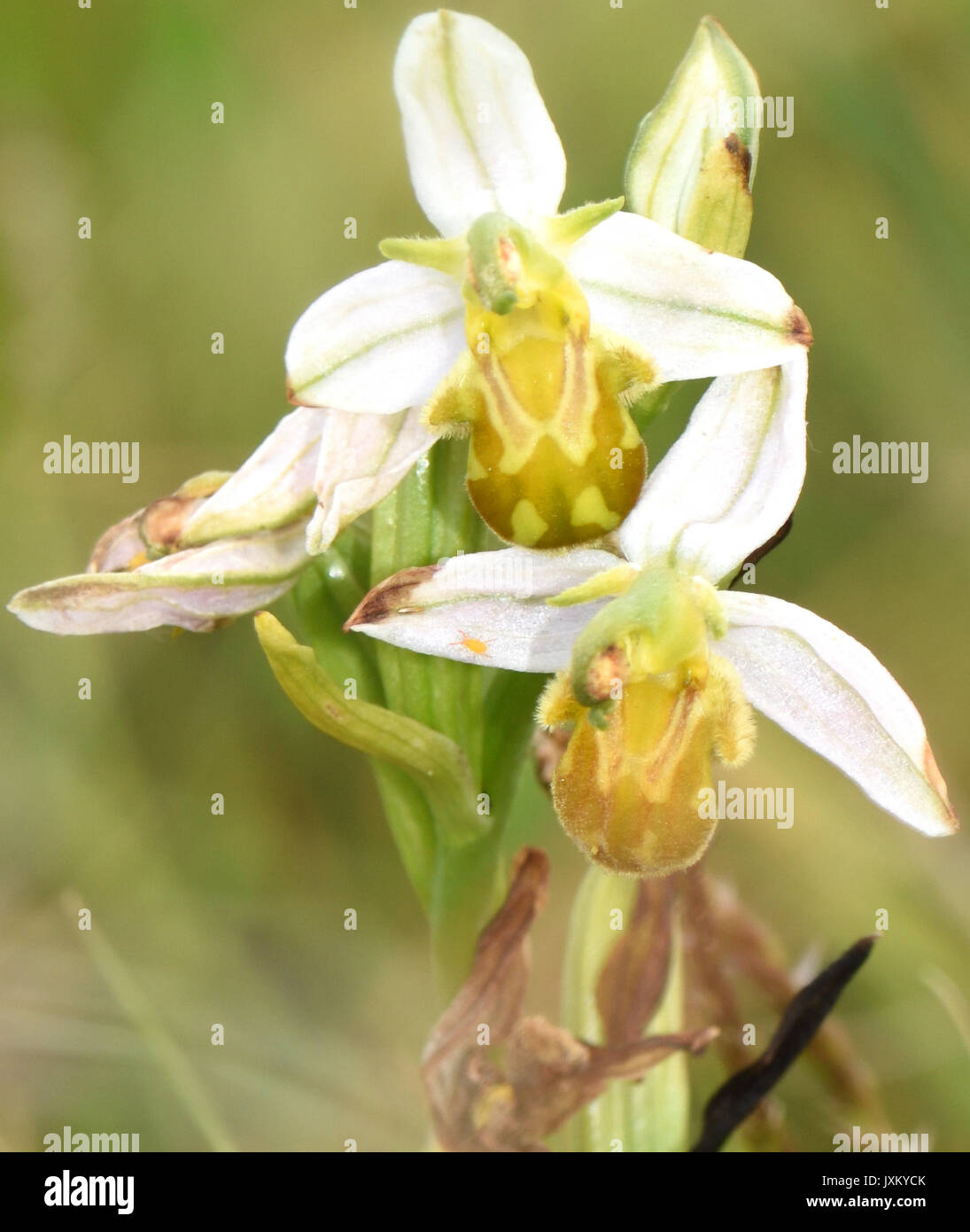 Testa di fioritura del formulario giallo di Bee Orchid (Ophrys apifera var chlorantha). Porto di segale Riserva Naturale. Segale, Sussex, Regno Unito Foto Stock