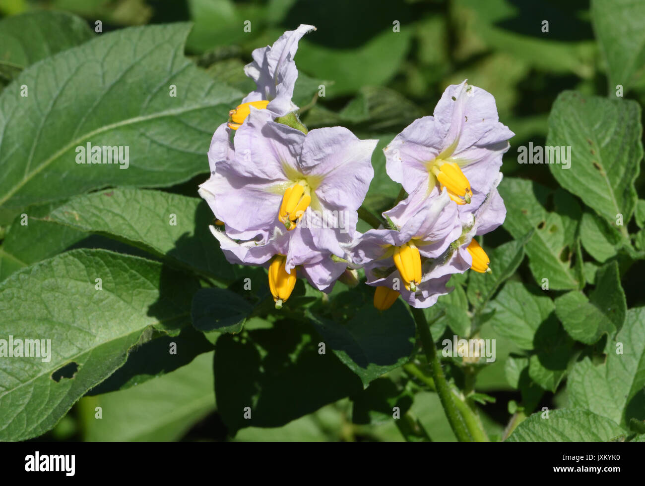 Colorata viola dei fiori di varietà di patate Charlotte. Bedgebury Forest, Kent, Regno Unito Foto Stock