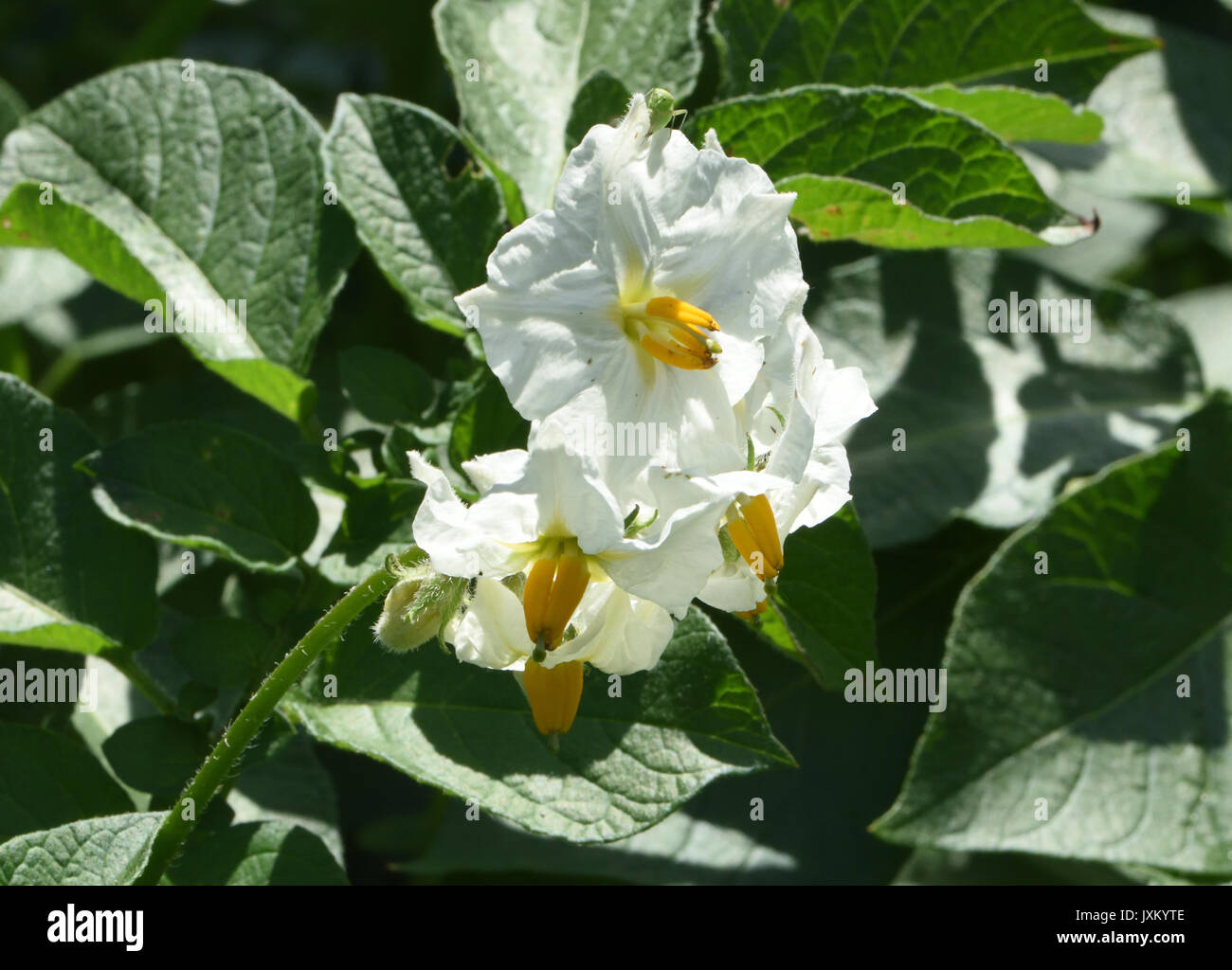 Fiori bianchi della varietà di patata Pentland Javelin. Bedgebury Forest, Kent, Regno Unito Foto Stock