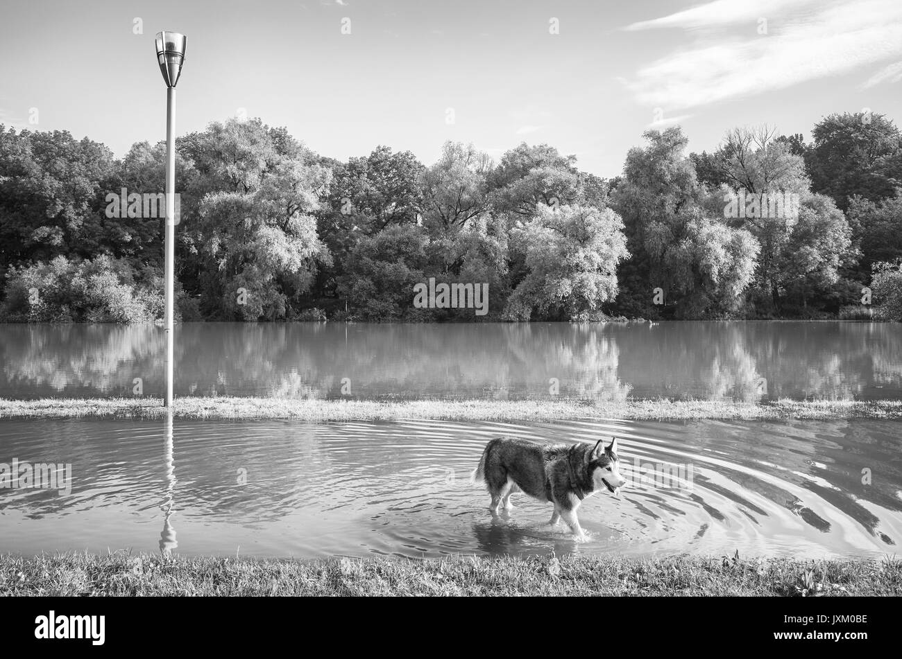Immagine in bianco e nero di un cane Husky in un parco. Foto Stock