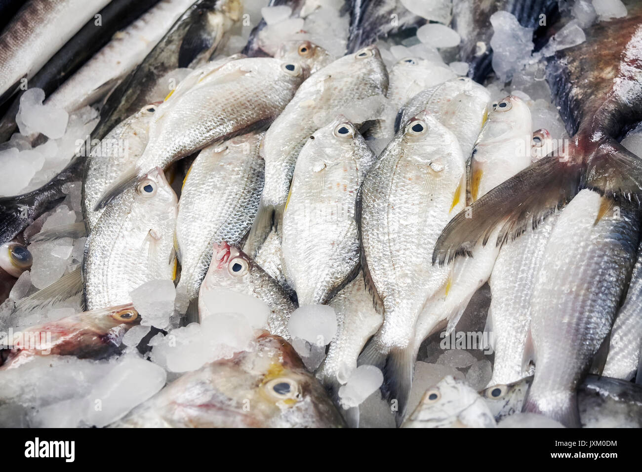 Pesce di mare appena pescato al mercato del pesce, la profondità di campo. Foto Stock