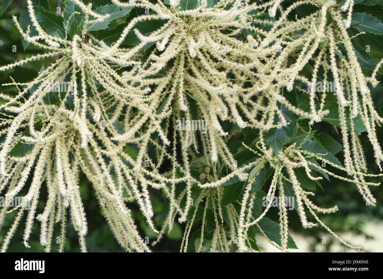 Punte di fiori maschili del dolce castagno (Castanea sativa) con pochi fiori femminili alla base dei picchi. Ashford, Kent, Regno Unito. Foto Stock