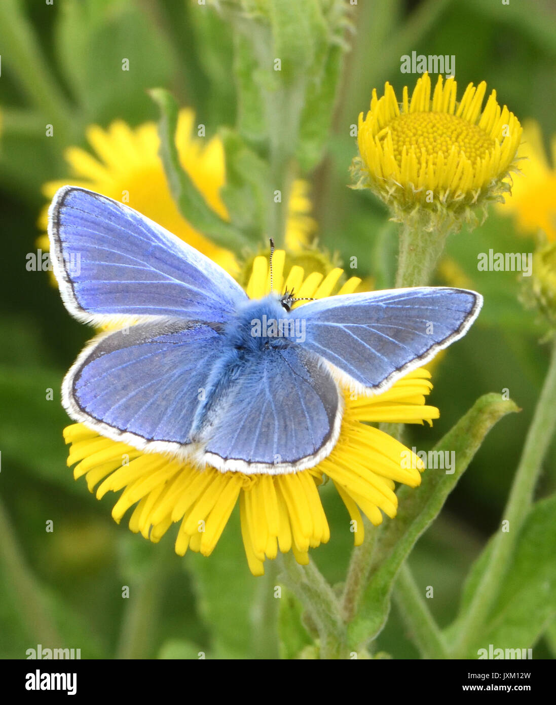 Un comune maschio blue butterfly (Polyommatus icarus) alimentazione con alette aperte su un comune (Fleabane Pulicaria dysenterica) fiore. Bedgebury Forest, Kent, Foto Stock