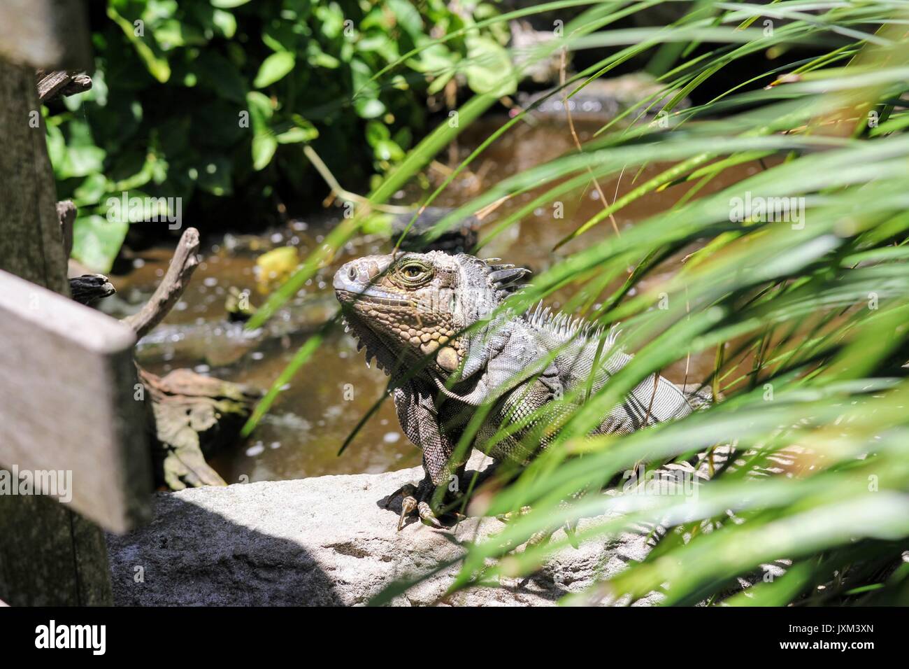 Foto nitide di Iguana catturato attraverso foglie accanto ad un laghetto. Foto Stock