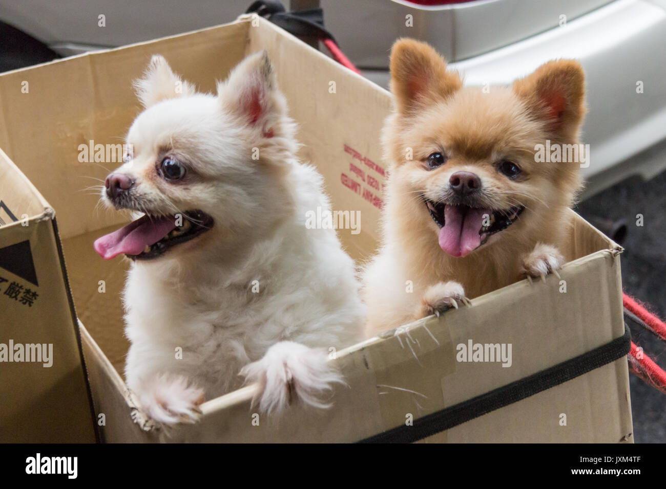Bianco e Marrone di chihuahua cani in una scatola di cartone Foto Stock