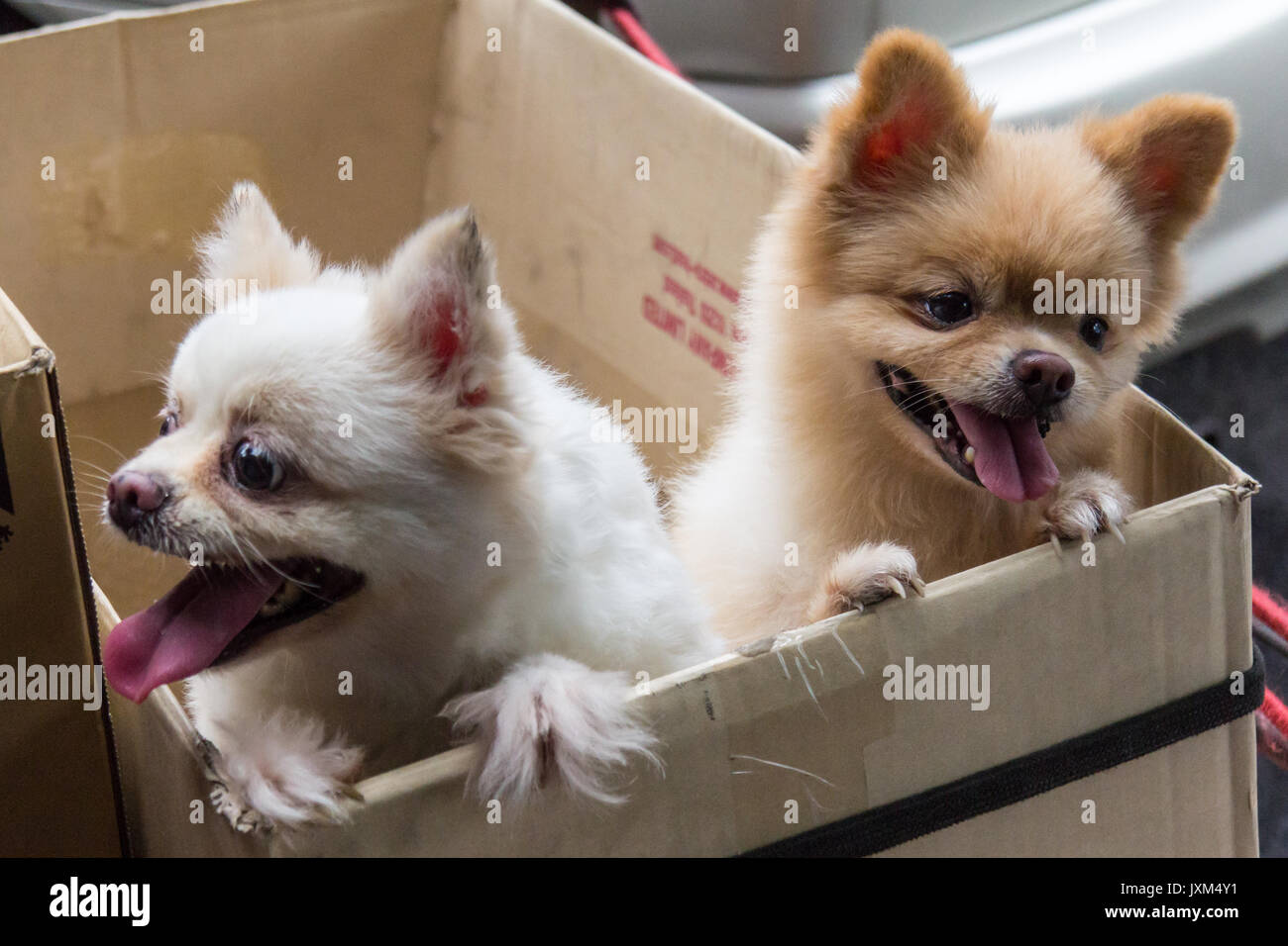 Bianco e Marrone di chihuahua cani in una scatola di cartone Foto Stock