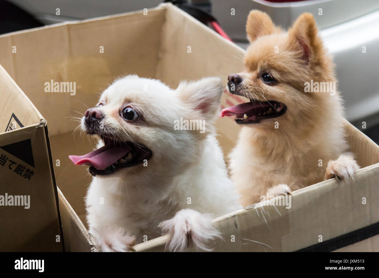 Bianco e Marrone di chihuahua cani in una scatola di cartone Foto Stock