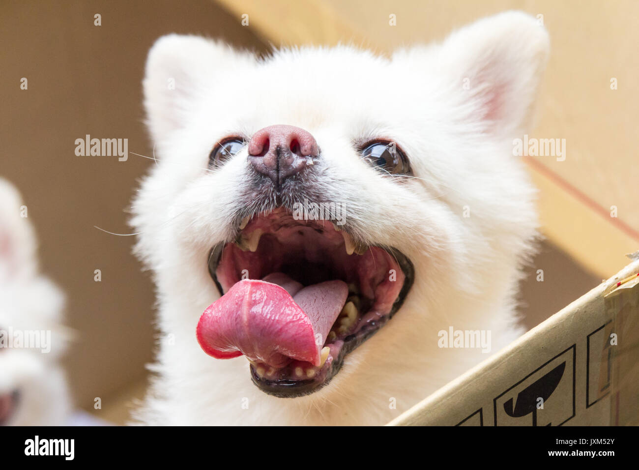 White chihuahua cane in una scatola di cartone Foto Stock