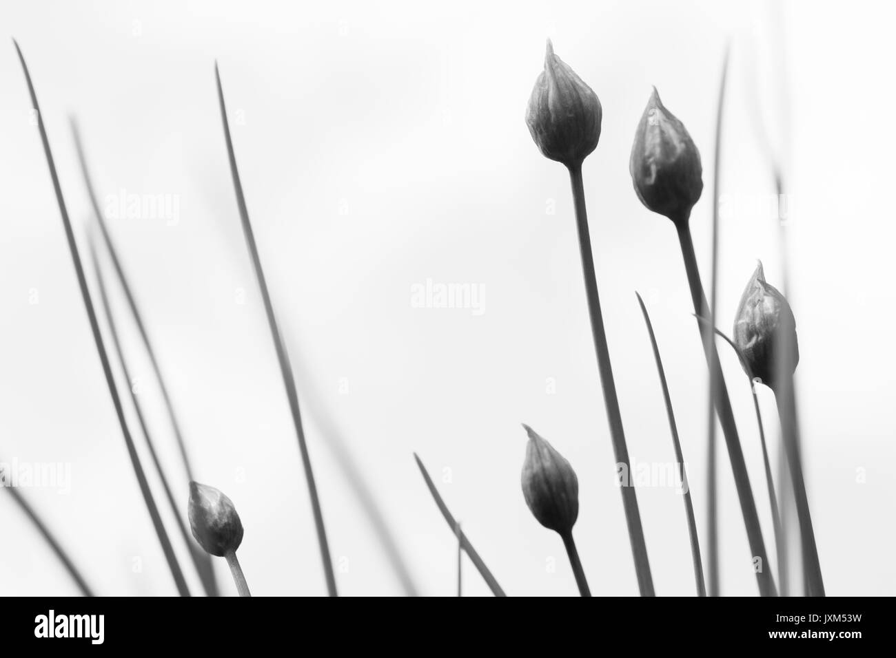 Bianco e nero germogli di erba cipollina Foto Stock