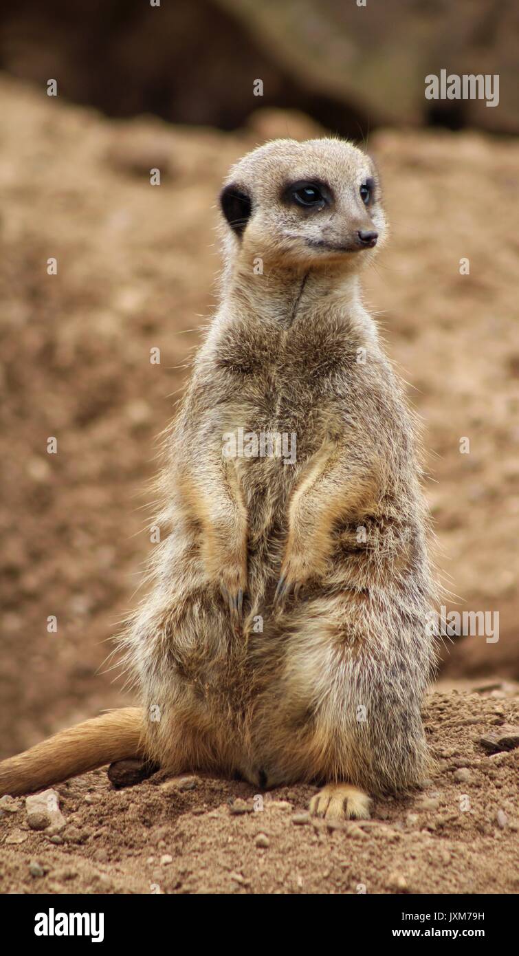 Meerkat Foto Stock