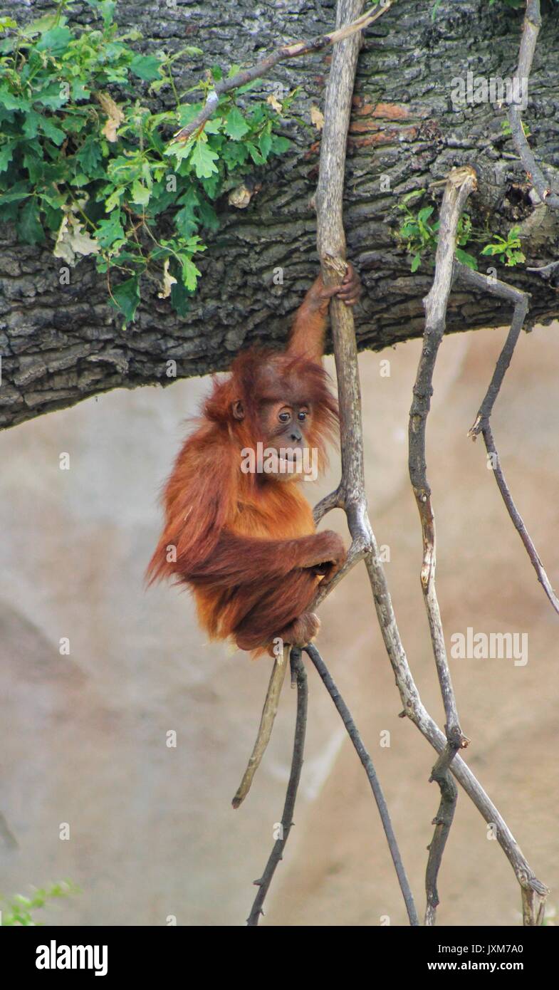 Orangutan di Sumatra Foto Stock