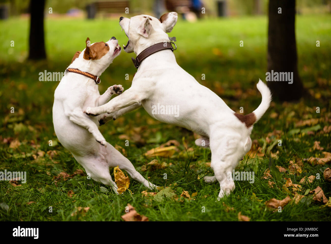 L'amore per la danza: due cani giocando in autunno (caduta) park Foto Stock