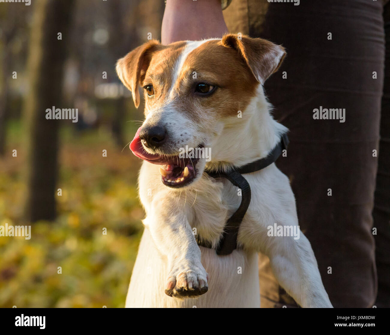 Naughty dog punito da handler Foto Stock
