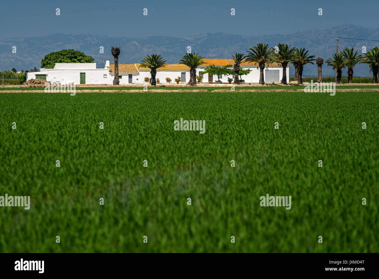 Ricefield e nel Delta del Ebro. Foto Stock