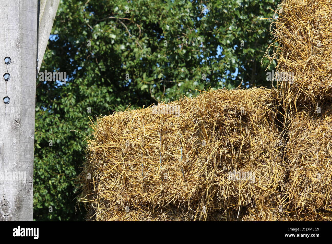 Paglia per alimentare i cavalli del maneggio posto nell'hangar Foto Stock