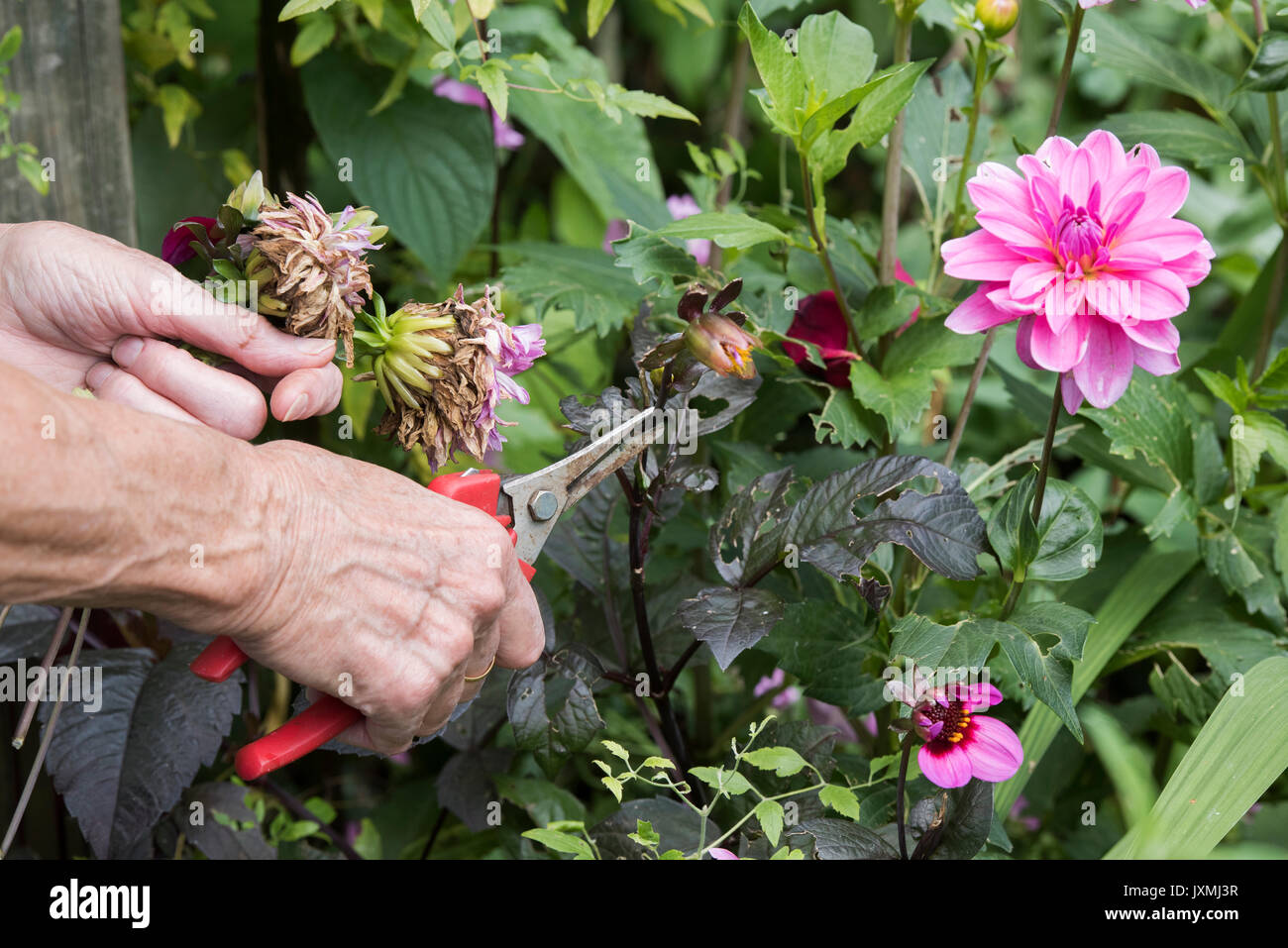 Giardiniere deadheading dalia fiori con snips in un giardino inglese. Regno Unito Foto Stock