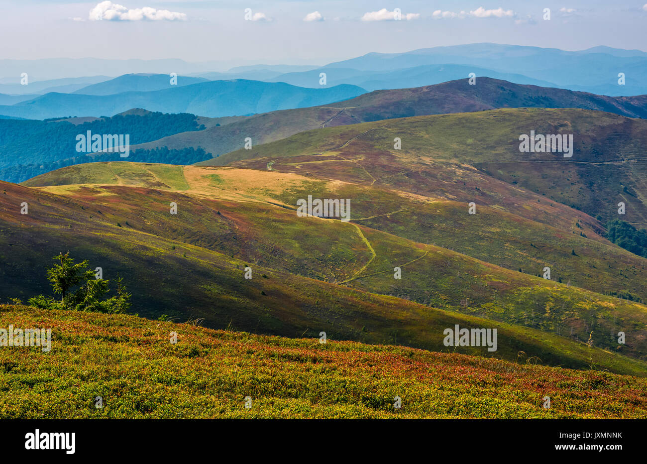 Erbosi pascoli alpini sopra il piatto colmo di montagna. Splendida serata meteo con cielo blu e alcune nuvole Foto Stock