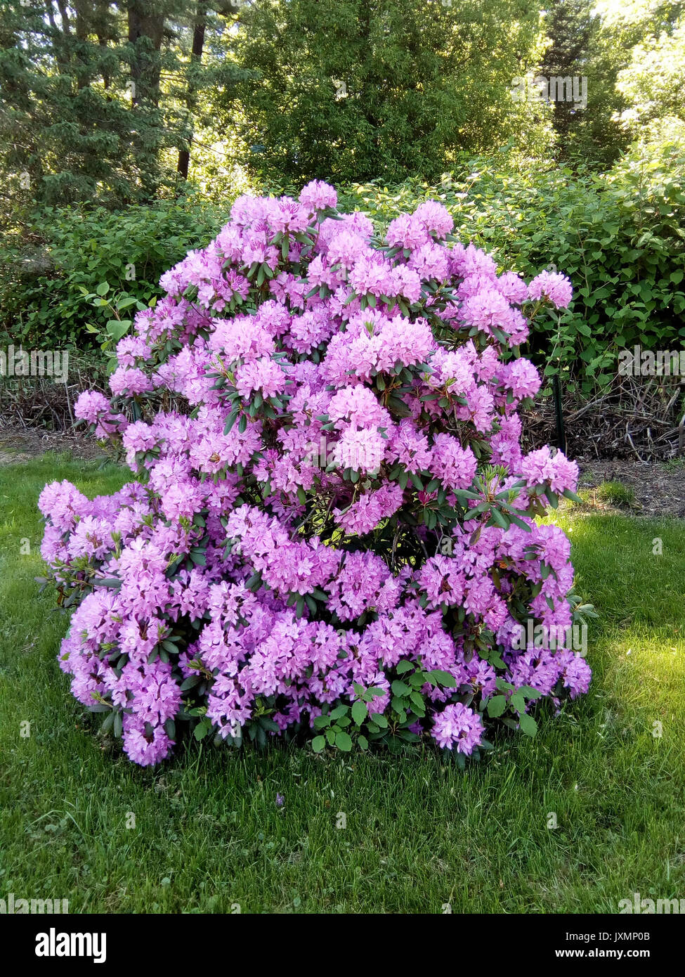Rhododendron catawbiense in piena fioritura. Foto Stock