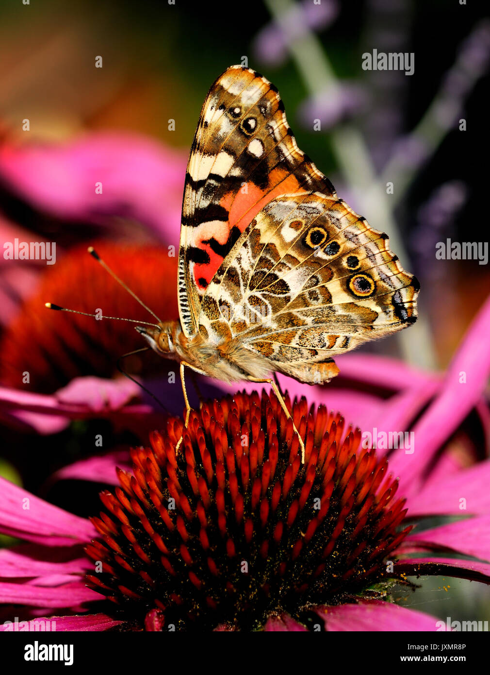 Dipinto di Lady Butterfly (brush-footed Vanessa cardui) sul fiore di echinacea. Foto Stock