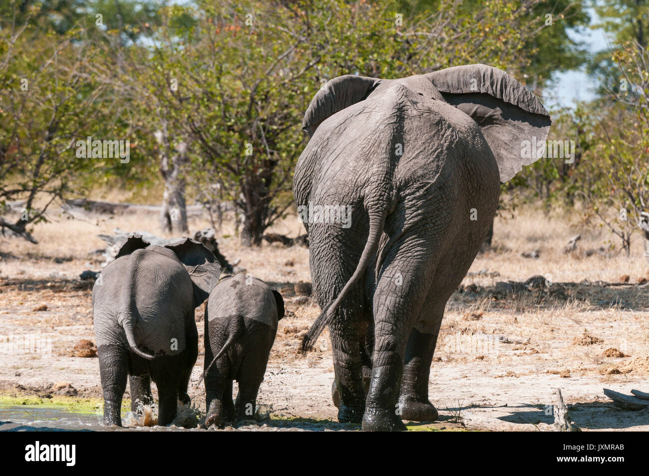 Adulto e giovane elefante africano (Loxodonta africana), a piedi, in vista posteriore, Savute Channel, Linyanti, Botswana Foto Stock