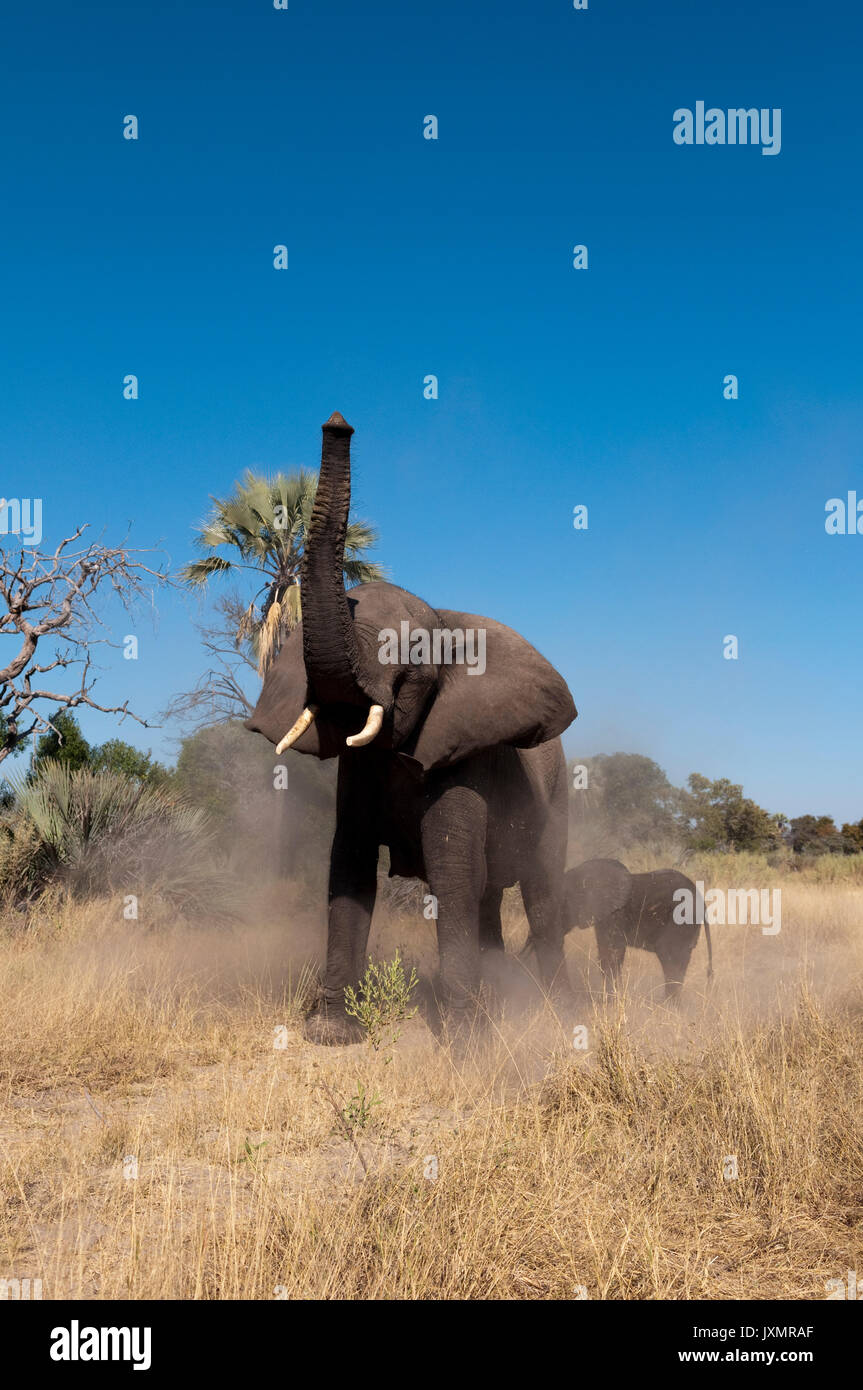 Elefante e polpaccio (Loxodonta africana), Abu Camp, Okavango Delta, Botswana Foto Stock