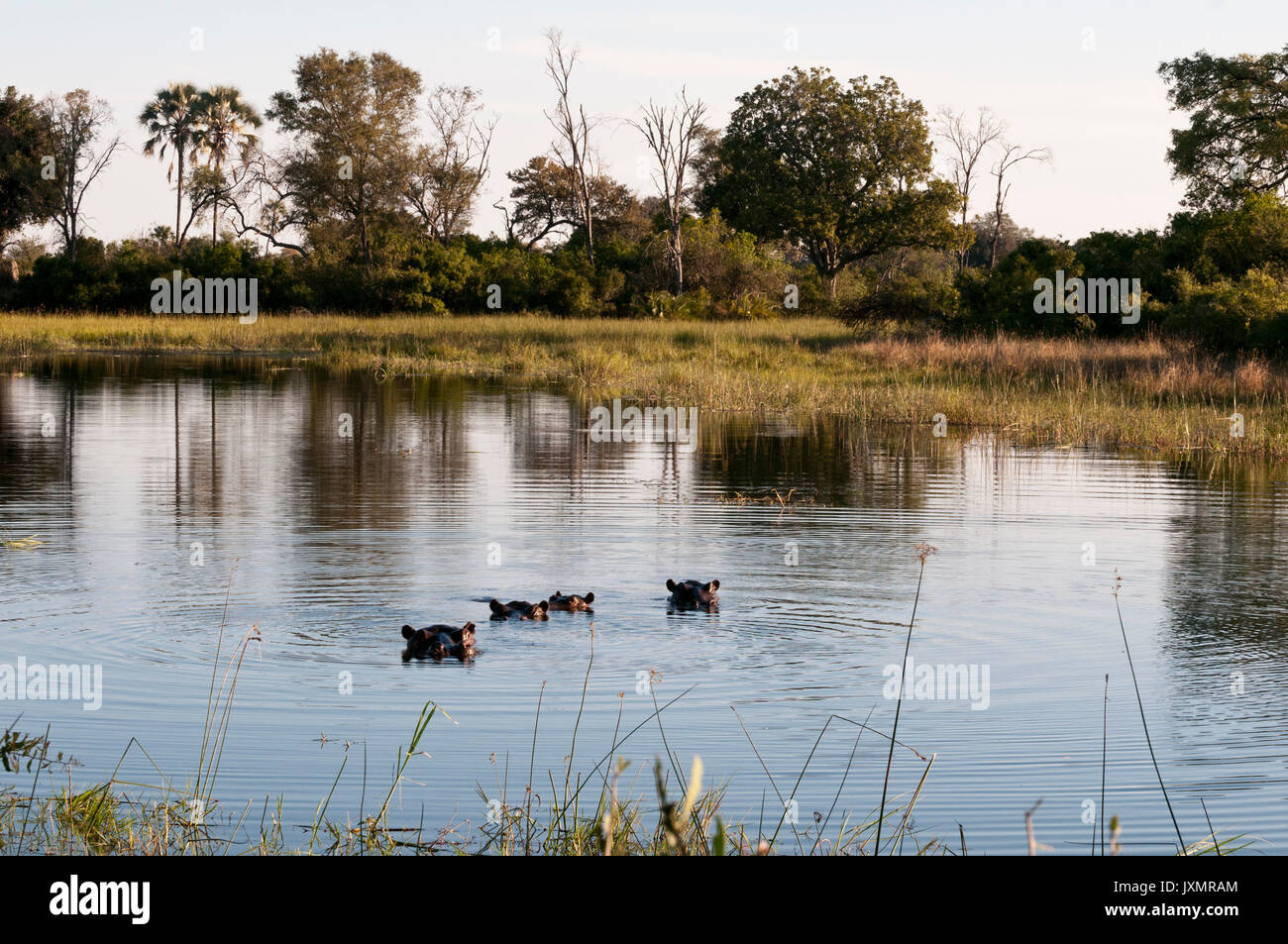 Ippopotami (Hippopotamus amphibius) immerso in acqua, Okavango Delta, Botswana Foto Stock
