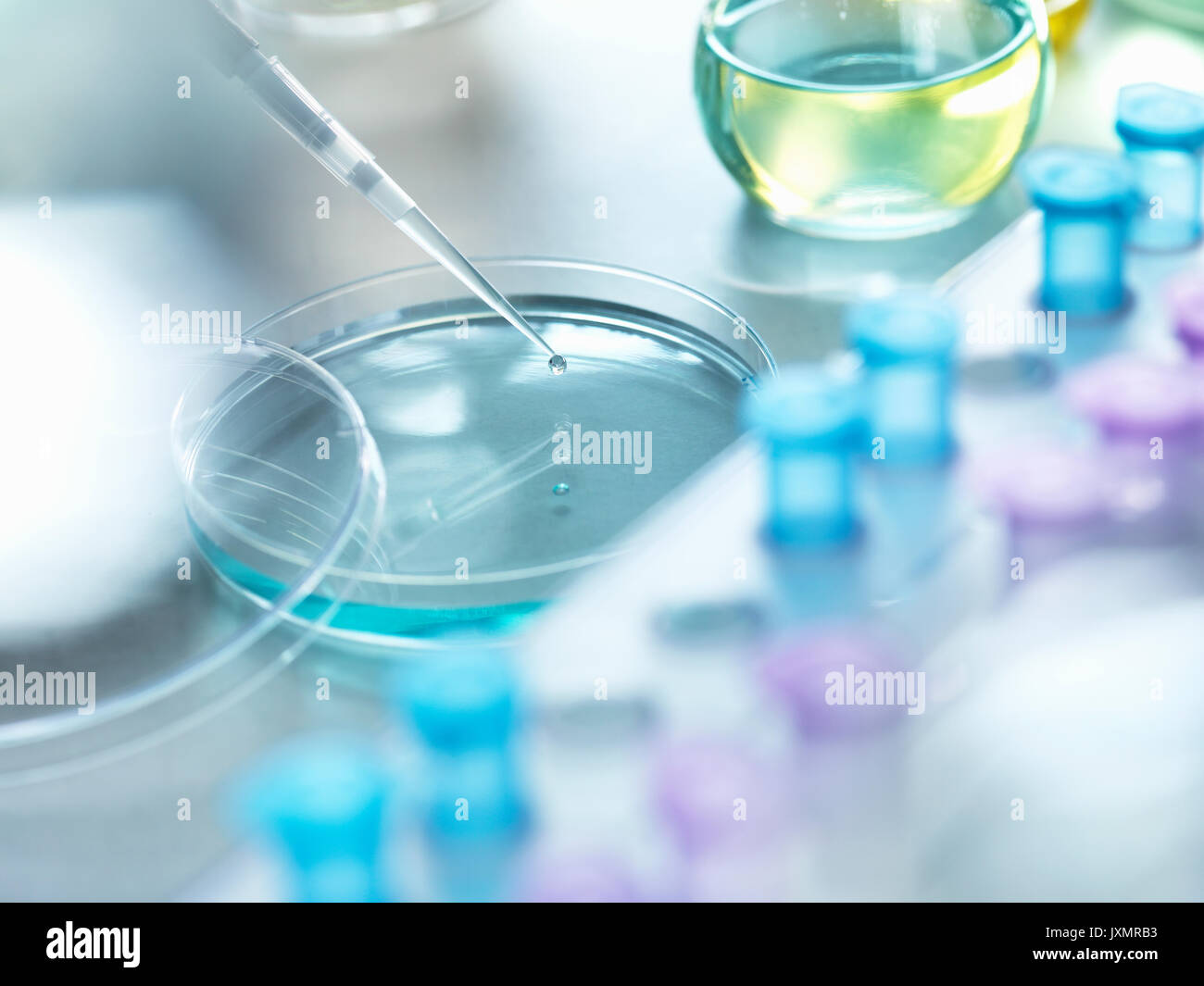 Scienziato il pipettaggio di un campione in una capsula di petri durante un esperimento di laboratorio Foto Stock