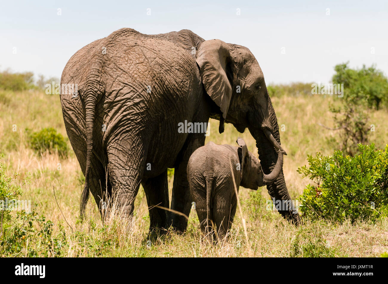 Elefante africano e cub (Loxodonta africana), il Masai Mara riserva nazionale, Kenya Foto Stock