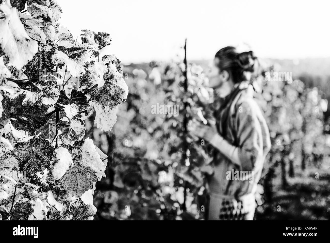 Primo piano sul ramo di uva e la giovane donna in autunno vigna in background Foto Stock
