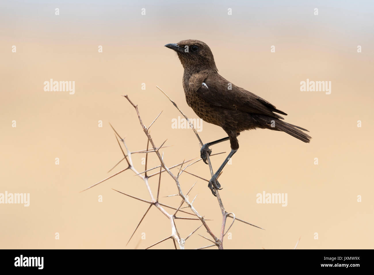 Ant-eating chat (Myrmecocichla formicivora), in appoggio sul ramo, Botswana, Africa Foto Stock