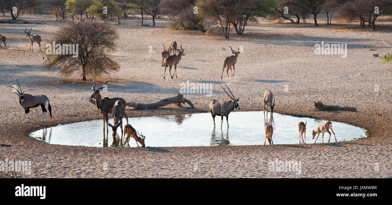 Maggiore kudus (Tragelaphus strepsiceros), Impala (Aepyceros melampus), a Waterhole, il Kalahari, Botswana, Africa Foto Stock