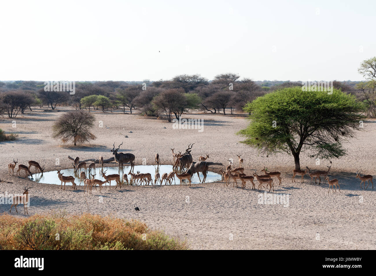 Maggiore kudus (Tragelaphus strepsiceros), Impala (Aepyceros melampus), a Waterhole, il Kalahari, Botswana, Africa Foto Stock