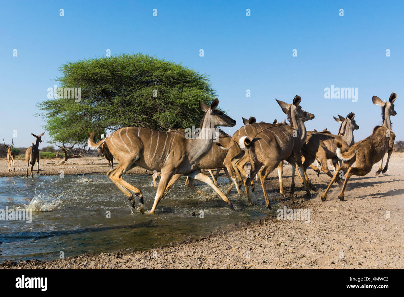 Maggiore kudus (Tragelaphus strepsiceros), in esecuzione da Waterhole, il Kalahari, Botswana, Africa Foto Stock