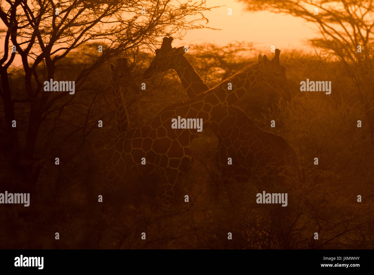 Due giraffe reticolate, Giraffa camelopardalis reticulata), al tramonto, Kalama Wildlife Conservancy, Samburu, Kenya, Africa Foto Stock