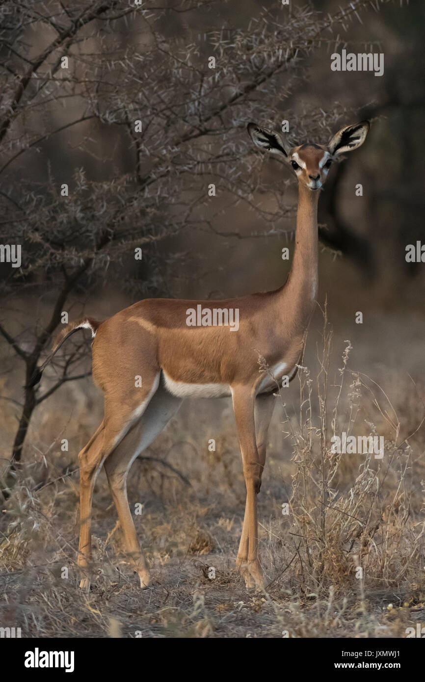 Gerenuk (Litocranius walleri), Samburu riserva nazionale, Kenya, Africa Foto Stock