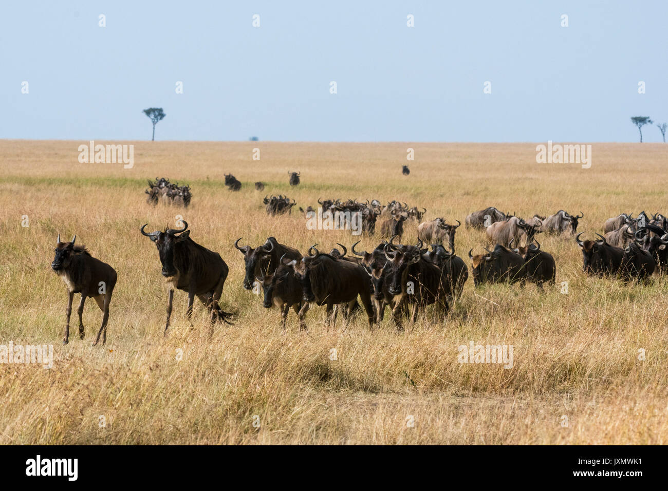 Bianco orientale-barbuto GNU (Connochaetes taurinus albojubatus), la migrazione, la Riserva Nazionale di Masai Mara, Kenya, Africa Foto Stock