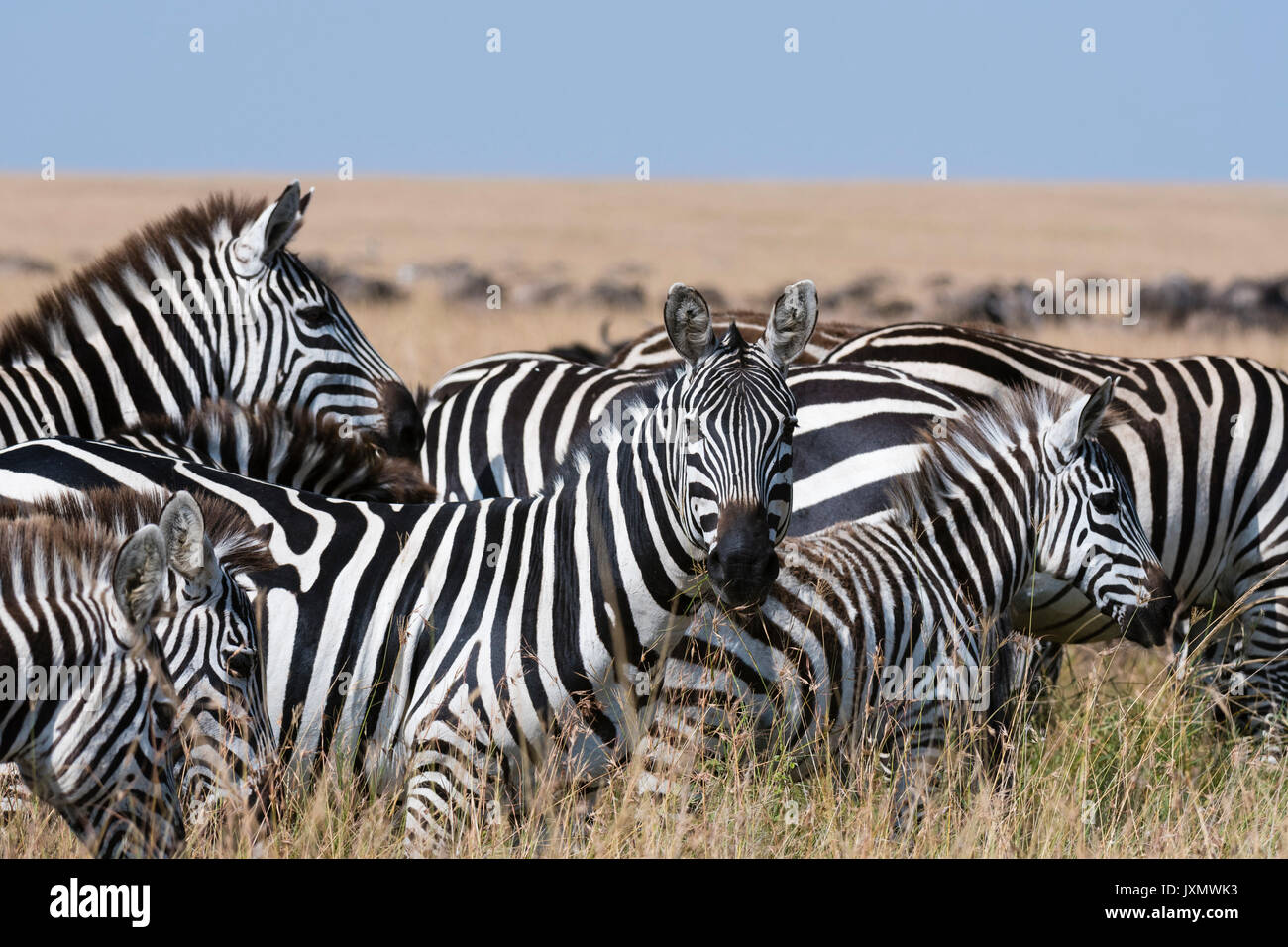 Gruppo di Grant's zebre (Equus quagga boehmi), il Masai Mara riserva nazionale, Kenya, Africa Foto Stock