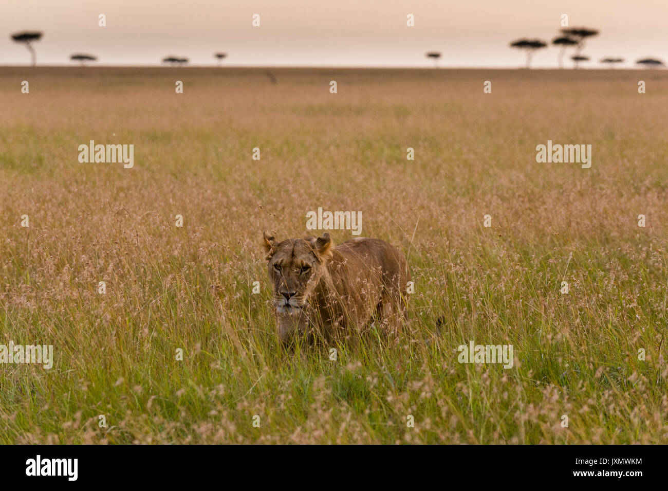 Una leonessa (Panthera leo), a piedi nella savana, Masai Mara, Kenya, Africa Foto Stock