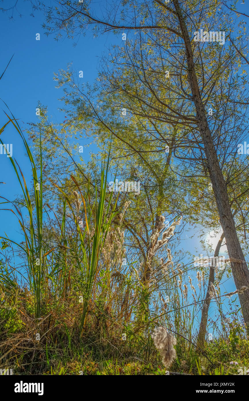 Vari alberi decidui e vegetazione forestale girato con un angolo bassissimo guardando in alto mostra il cambiamento di colore di autunno (caduta) stagione in Alabama USA. Foto Stock