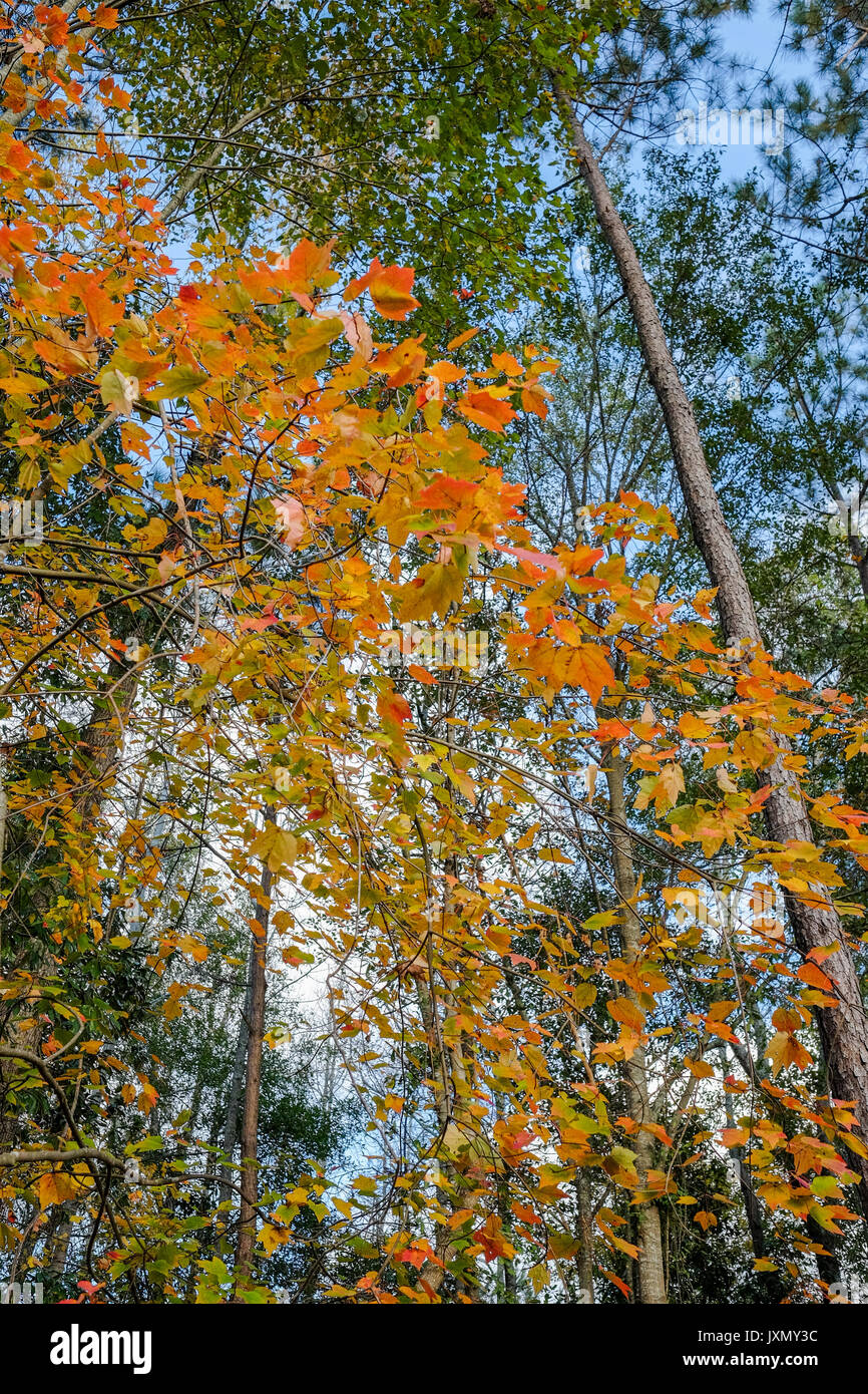 In autunno (caduta) colore in un misto di latifoglie e sempreverdi impostazione della foresta nel sud degli Stati Uniti. Foto Stock