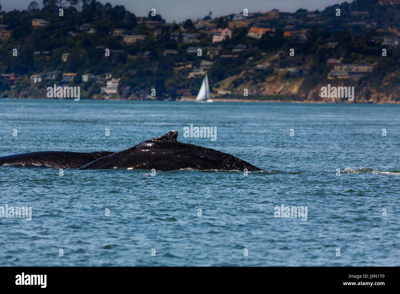 Vista dettagliata del raro avvistamento di madre Humpback Whale, Megaptera novaeangliae, nuotare nella baia di San Francisco Foto Stock