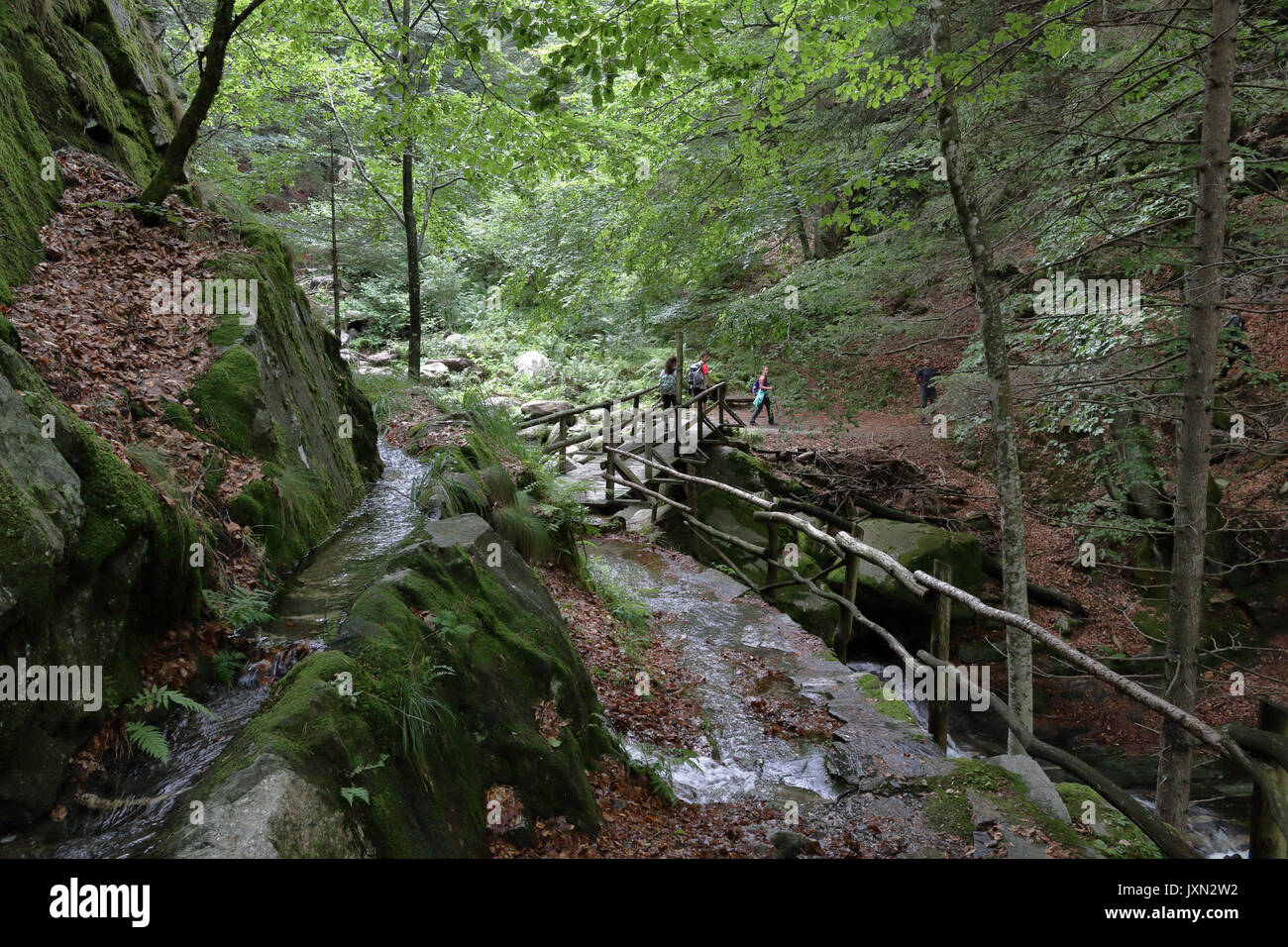 Sentiero per Alpe Campra baita di montagna, all'interno delle Alpi di pini e di abeti del bosco con un piccolo flusso di acqua scavato nella roccia e una ringhiera di protezione Foto Stock