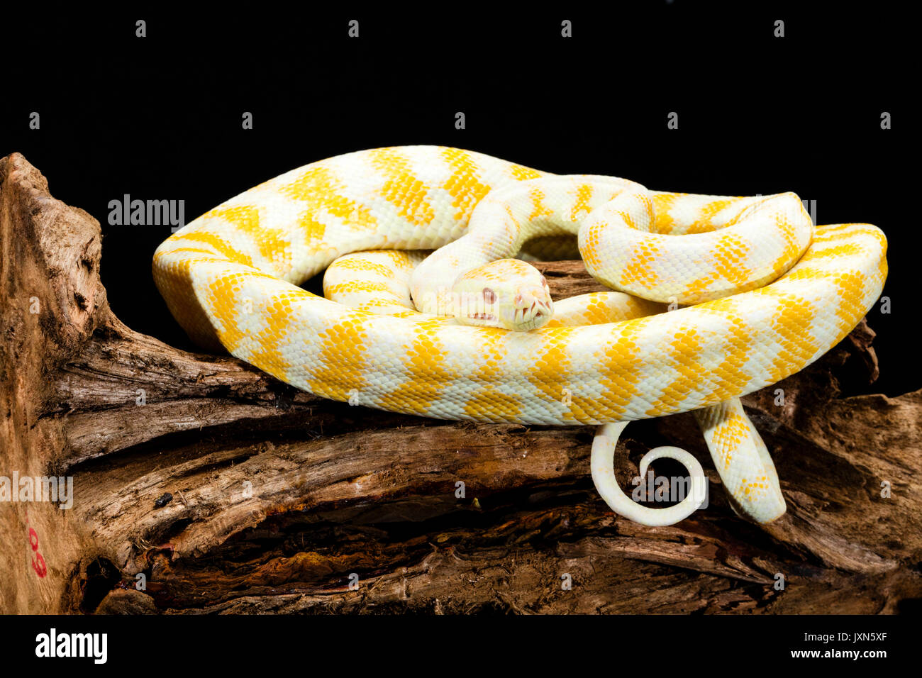 Giallo e bianco striato di Darwin tappeto Albino Python spiralata sulla radice della struttura ad albero Foto Stock