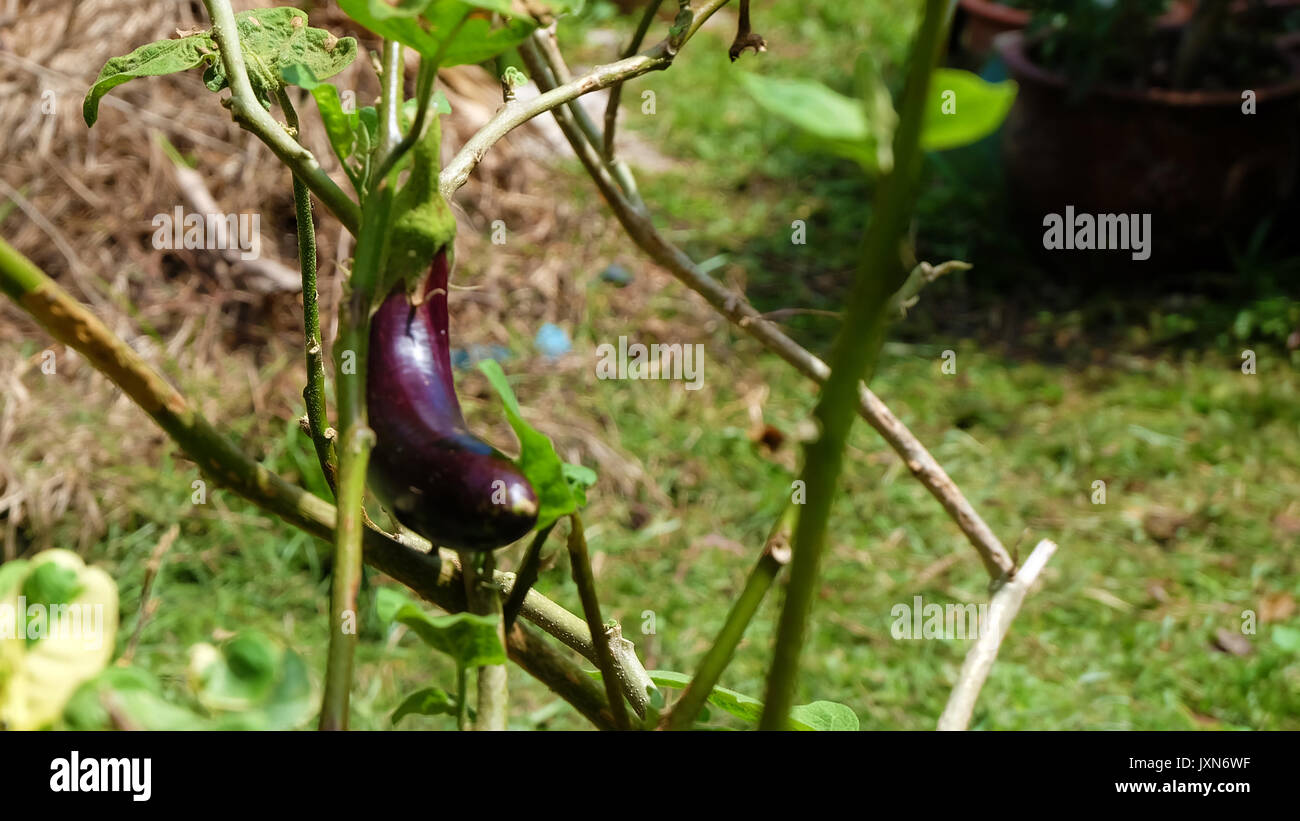 Un unico viola melanzane, noto anche come melanzane o brinjal, in un giardino. Foto Stock