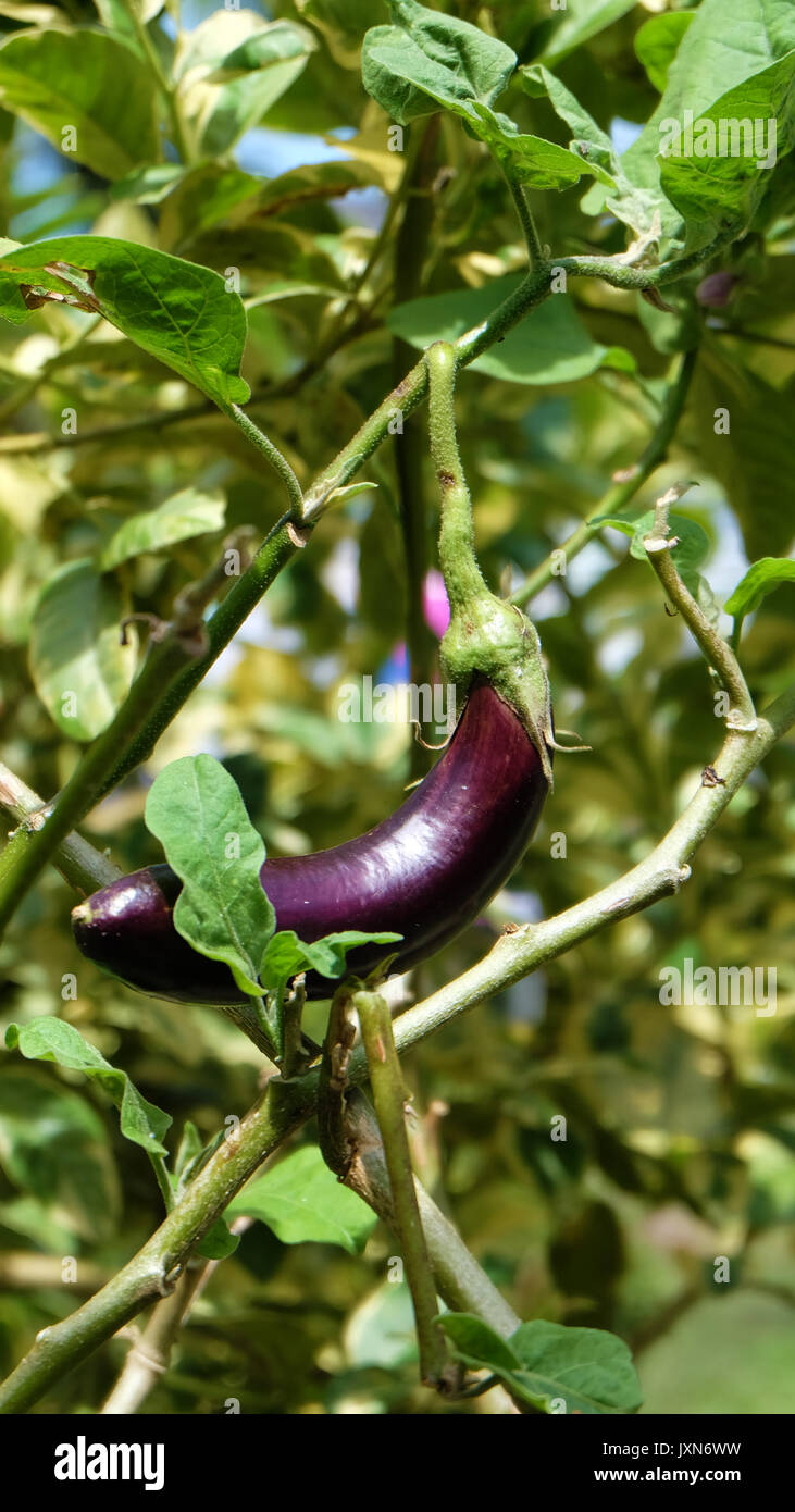 Un unico viola melanzane, noto anche come melanzane o brinjal, con uno sfondo di foglie verdi. Foto Stock