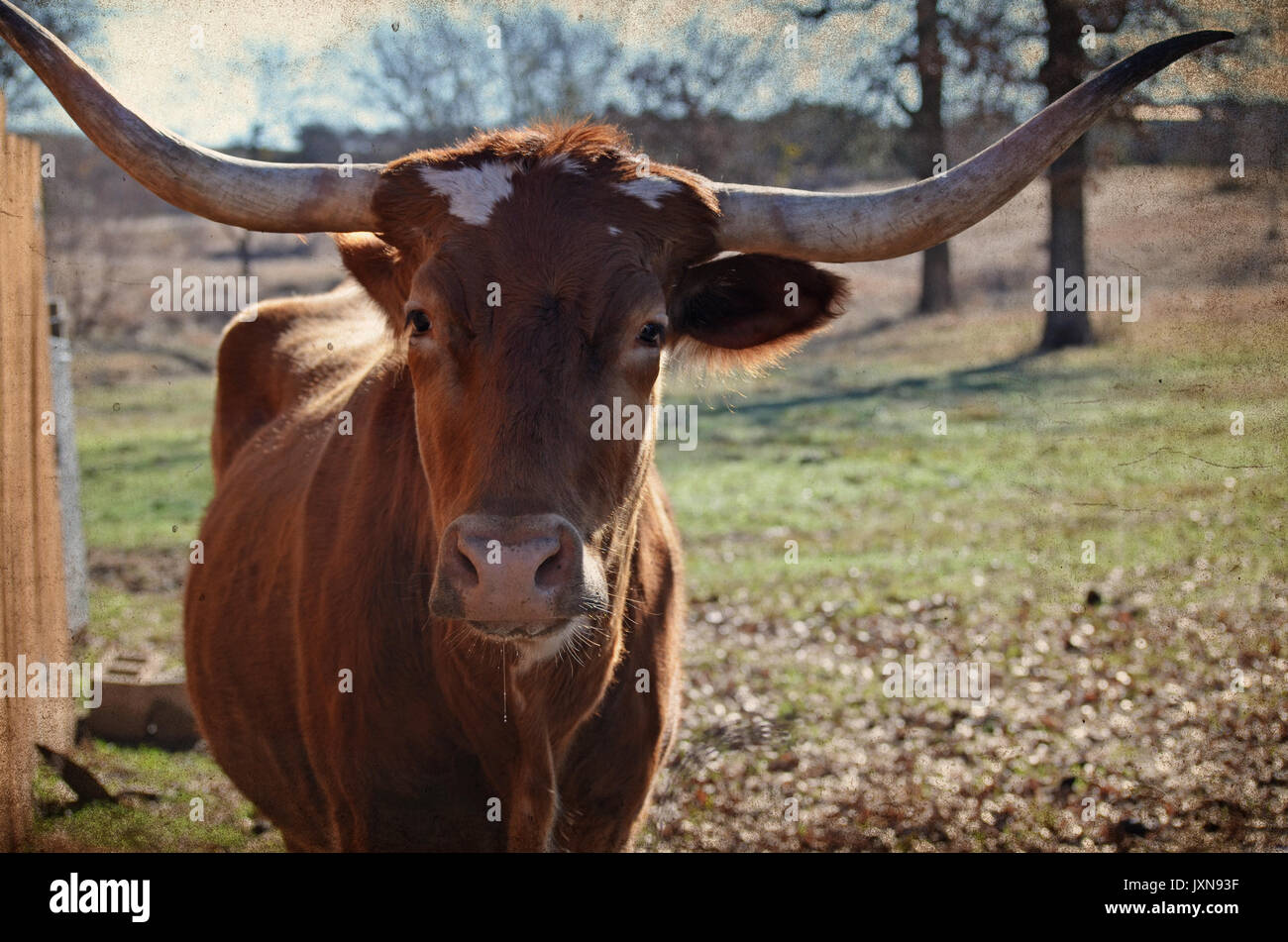 Longhorn cow sul paese rurale ranch, con scenic paesaggio di pascolo in background. Autentica fattoria felice animale. Foto Stock