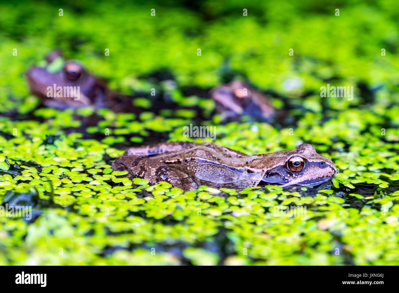 Rane comuni in un britannico del laghetto in giardino Foto Stock