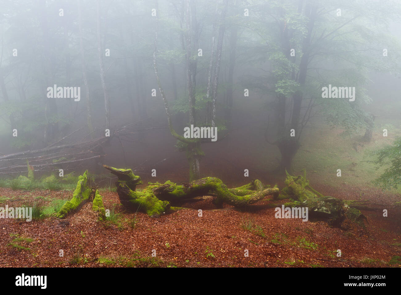 Strane creature in un bosco nebbioso Foto Stock