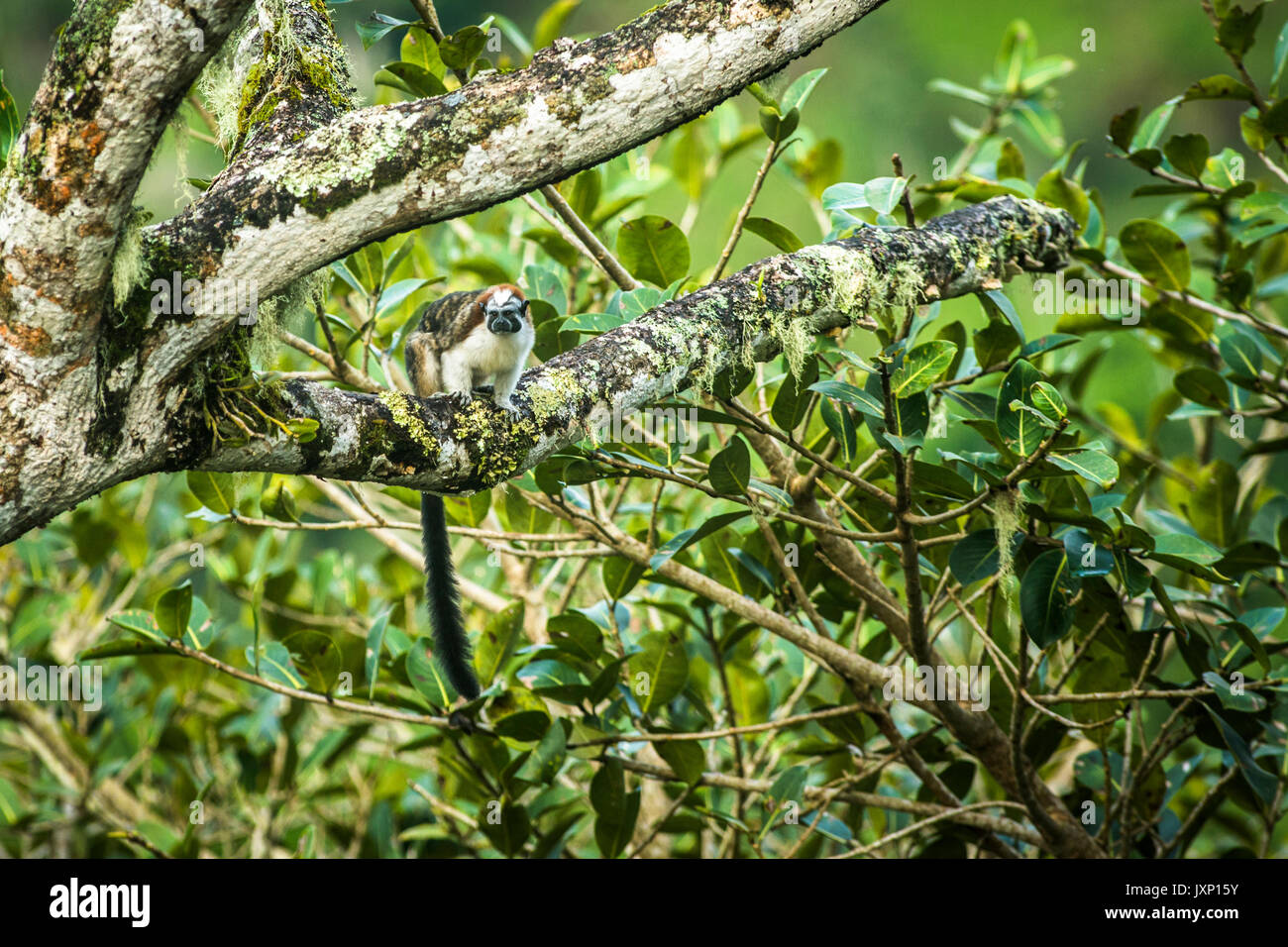 Geoffroy's tamarin (Saguinus geoffroyi), noto anche come panamense, rosso-crested o rufous-naped tamarin, è una piccola scimmia trovata in Panama e la Colombia Foto Stock